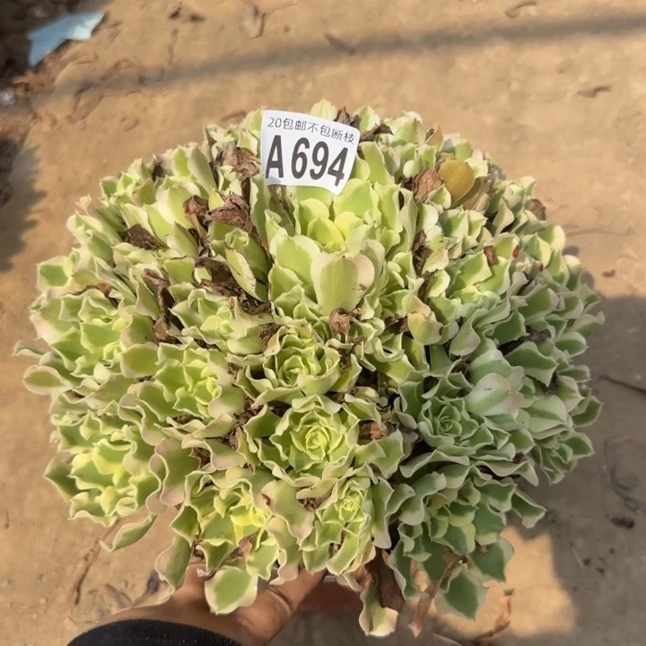 白凤……多肉植物……