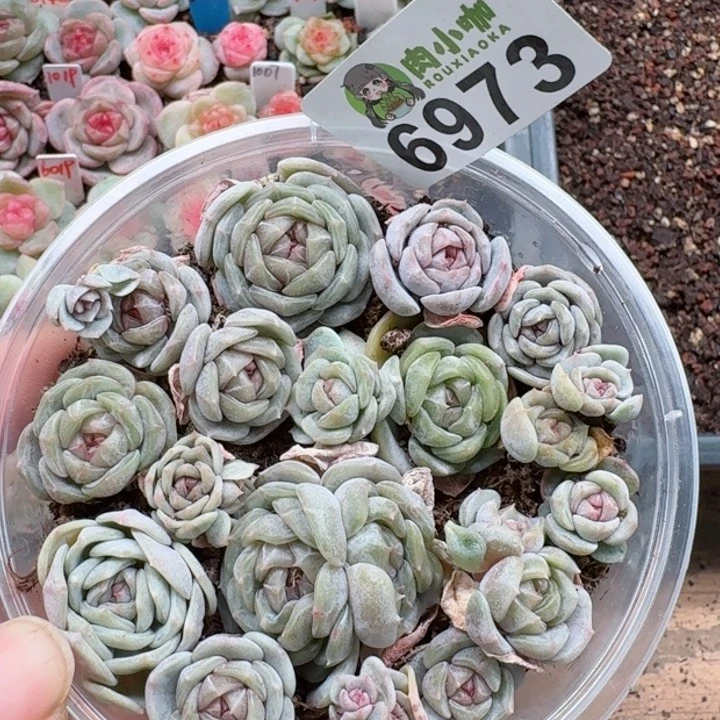 多肉植物多肉植物