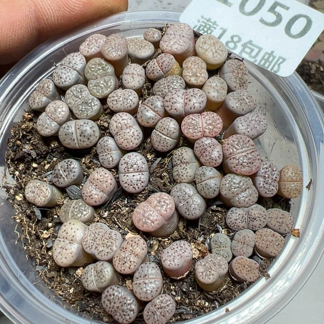 【闪购商品】 1050。