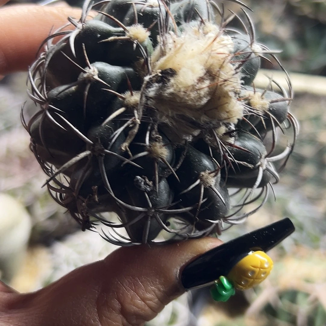 奇特圆盘仙人球66666666