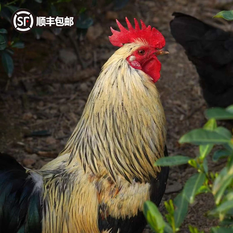 【公鸡单只装】杭州富阳茶山散养·富村茶园鸡