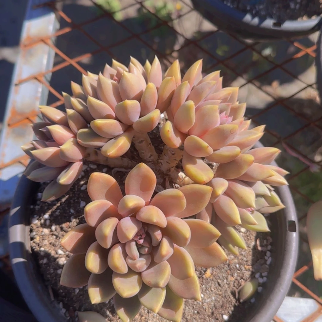 【闪购商品】老桩象牙