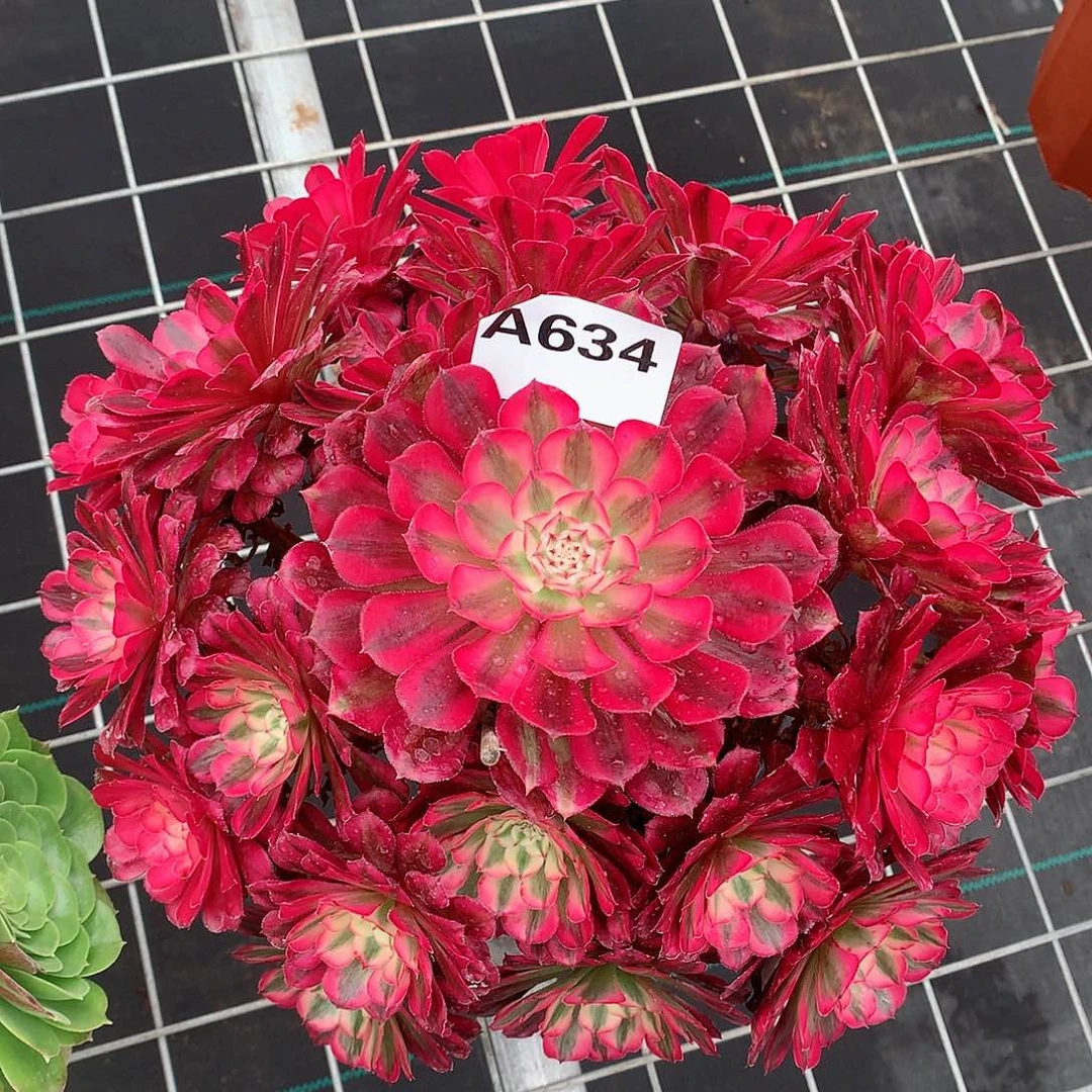 634.红铜白多肉植物