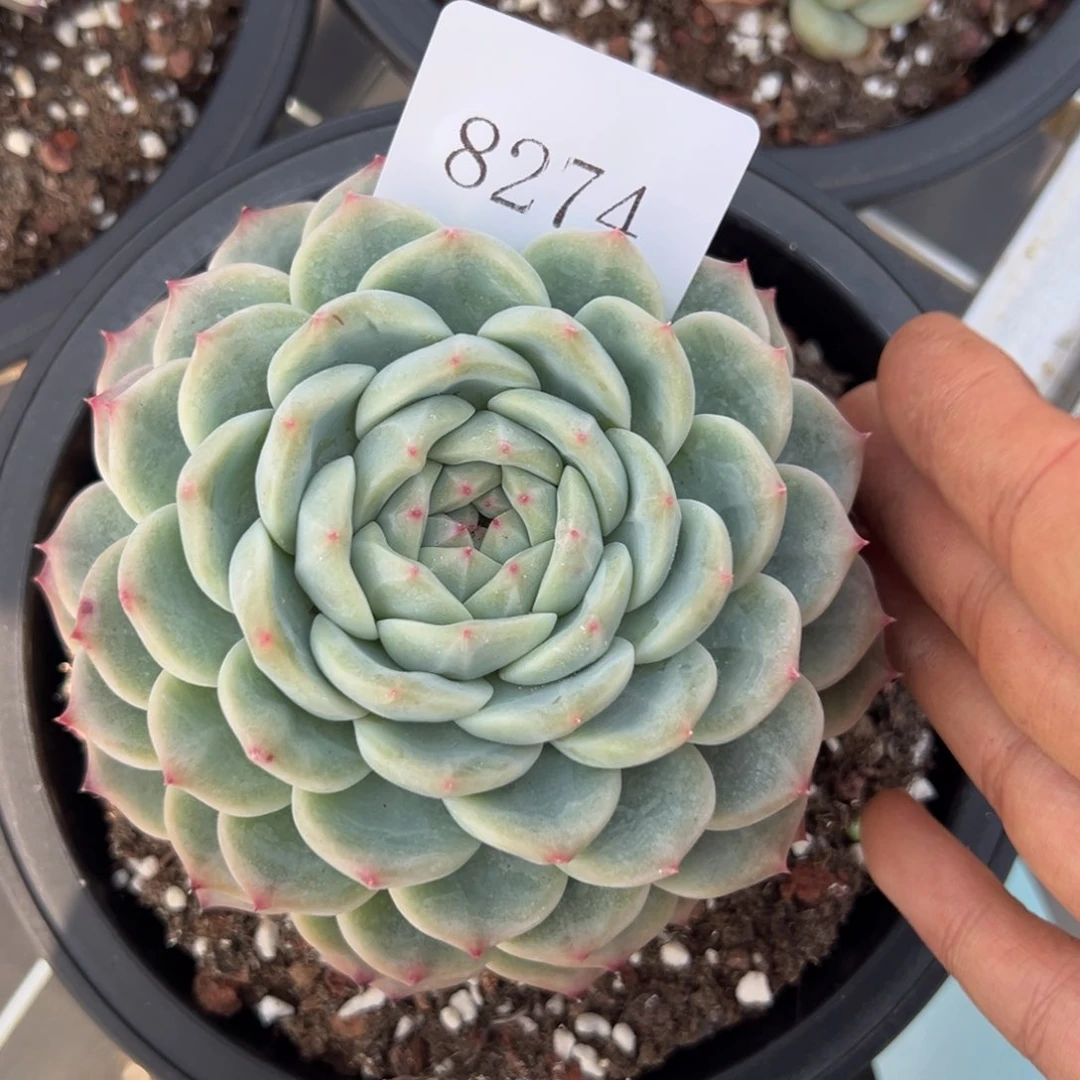 S****g8274多肉多多多多多