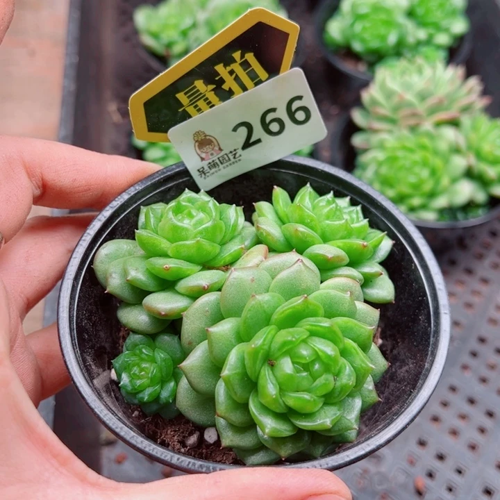 多肉植物多肉植物