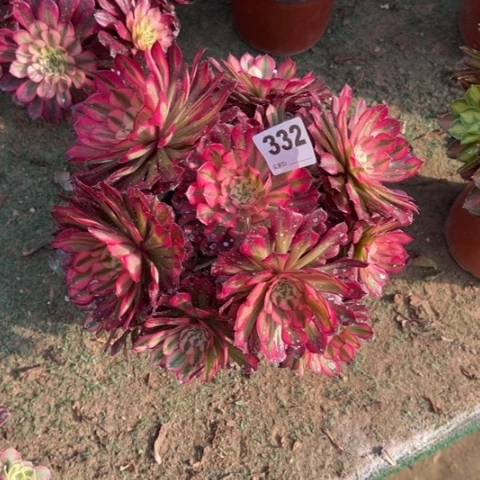 小*儿332铜壶锦朵朵多肉，