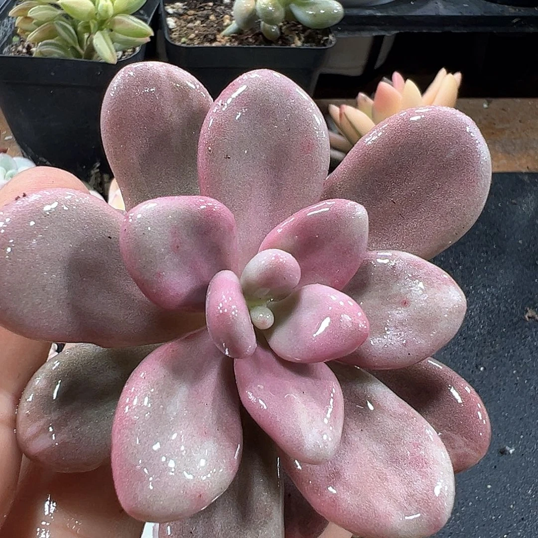 桃蛋锦头盖 小方花圃一物一拍