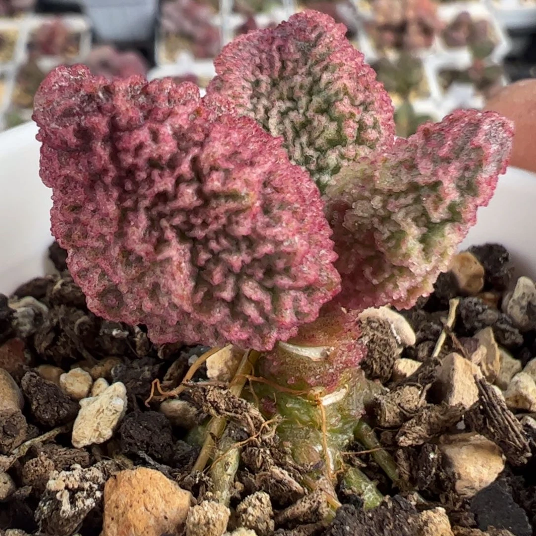 实生新品多肉植物水泡
