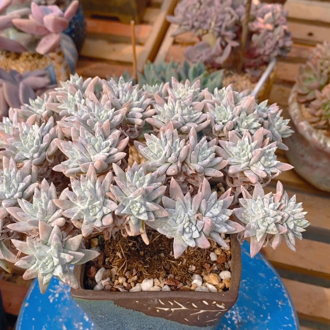 ****妹多肉植物肉肉白菊