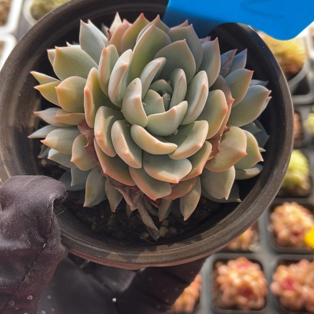 962白茶多肉植物保护