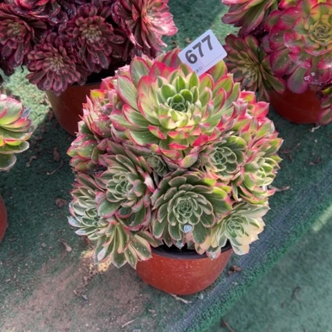 677海王手捧多肉，