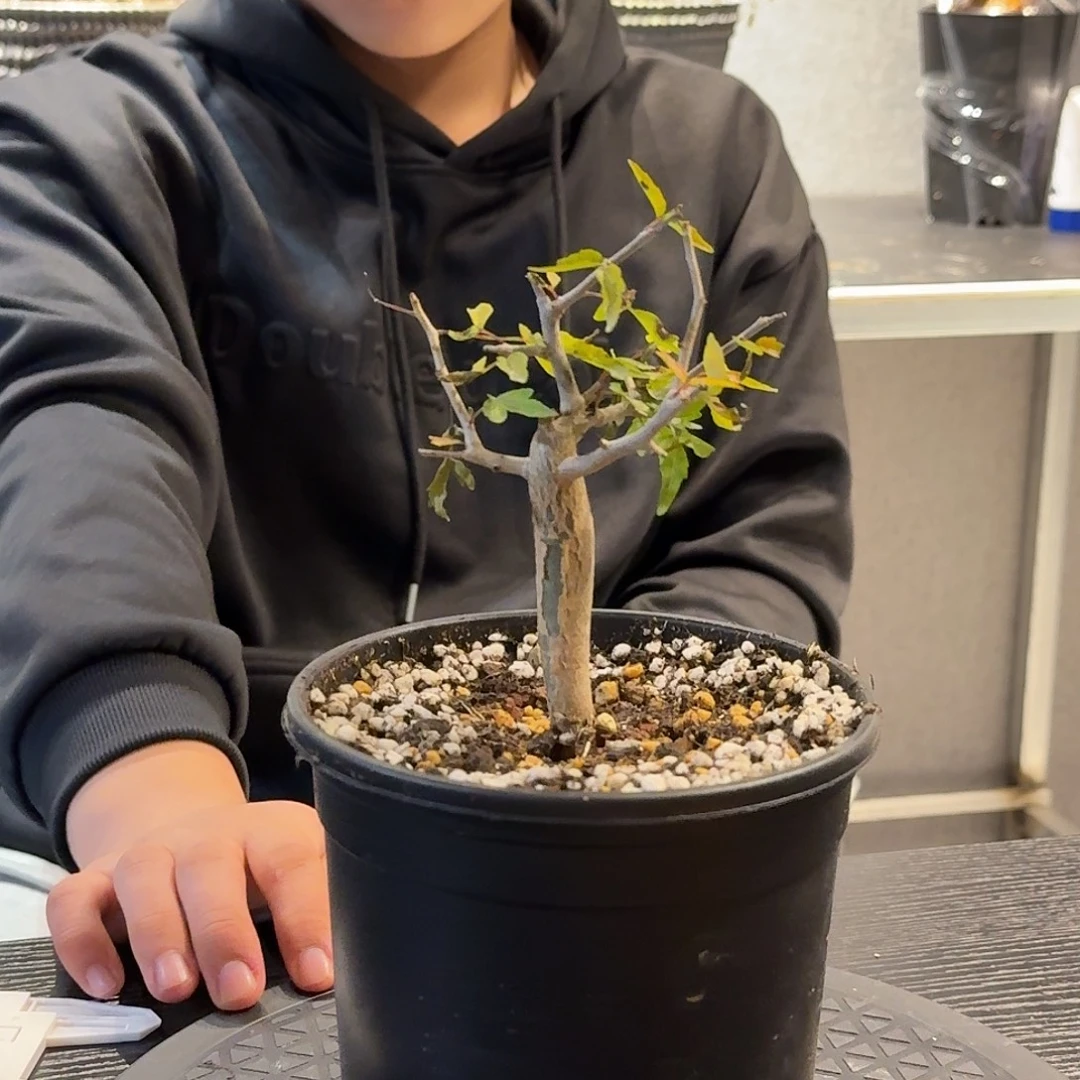 芳香裂榄实生带盆
