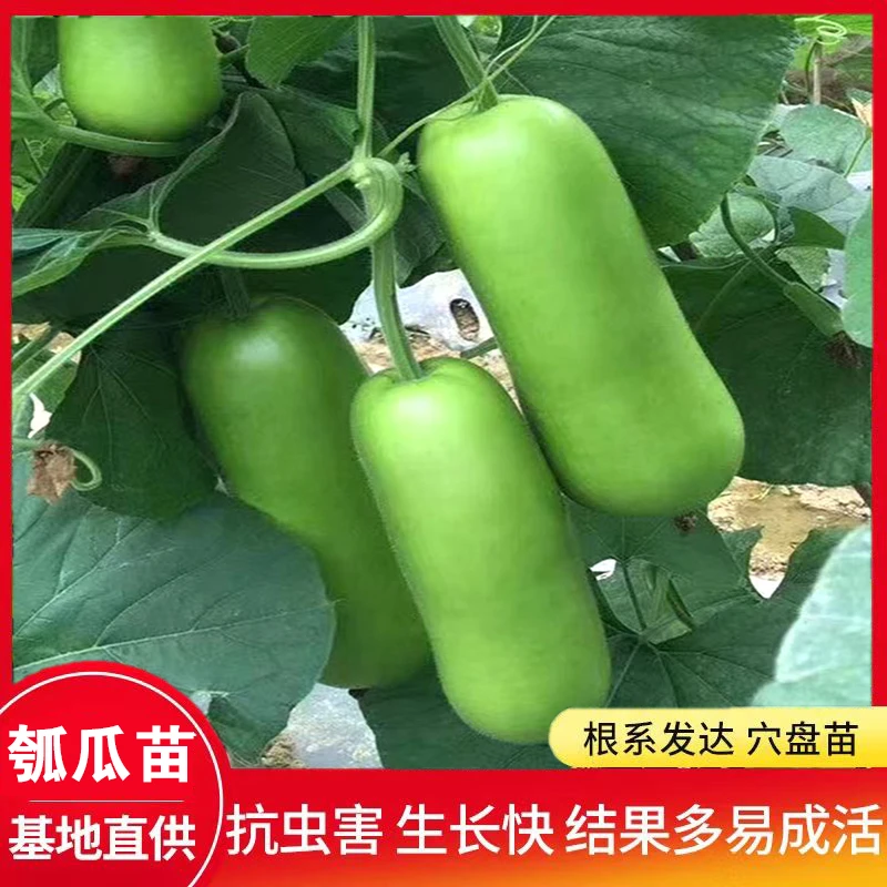 高产瓠子瓜苗包赔四季菜瓠瓜种苗胡瓜付子菜园蒲瓜短瓠菜葫芦阳台
