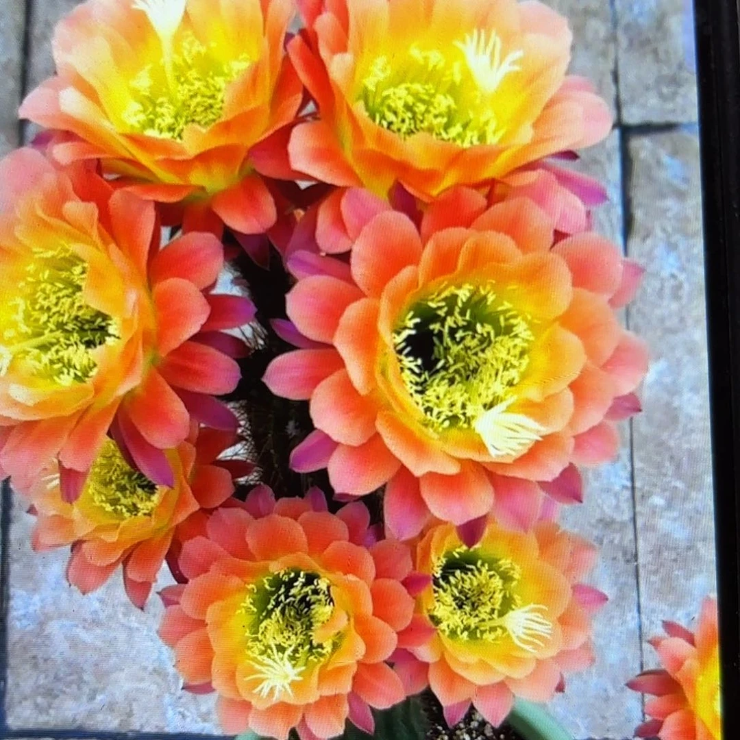 杏光辉毛侧牙20包邮仙人球55