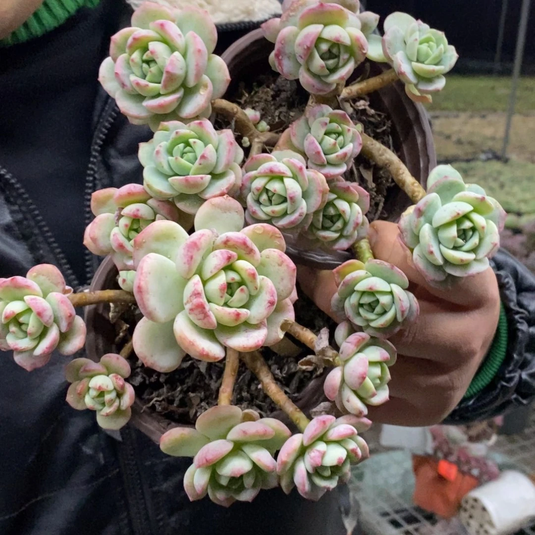 香草整桩两盆，120杯