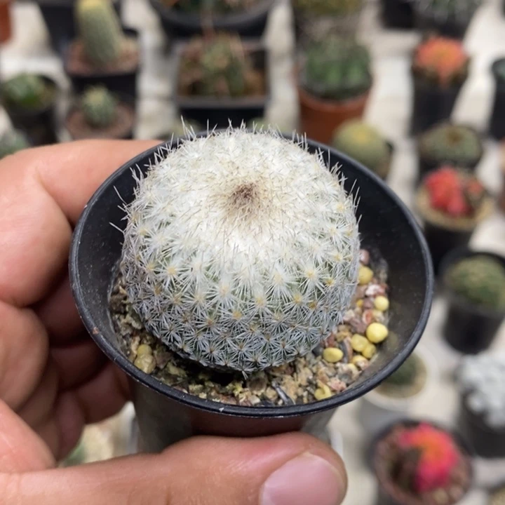 大号月世界特价福利