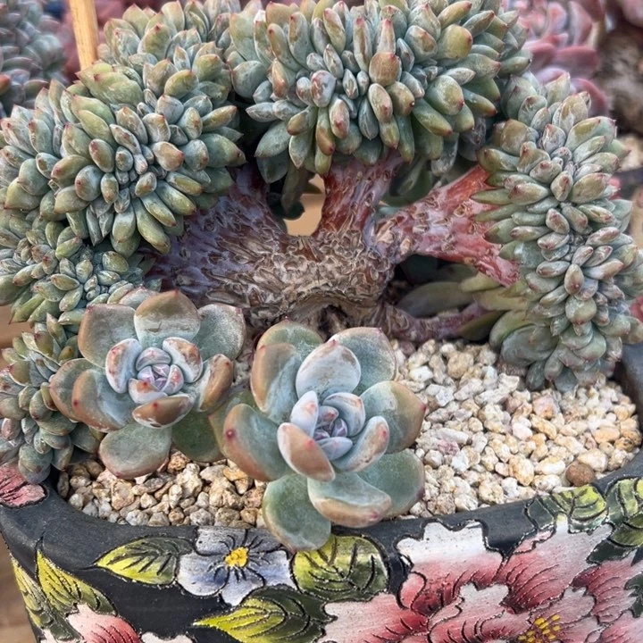 星影朵朵缀化绿体特价