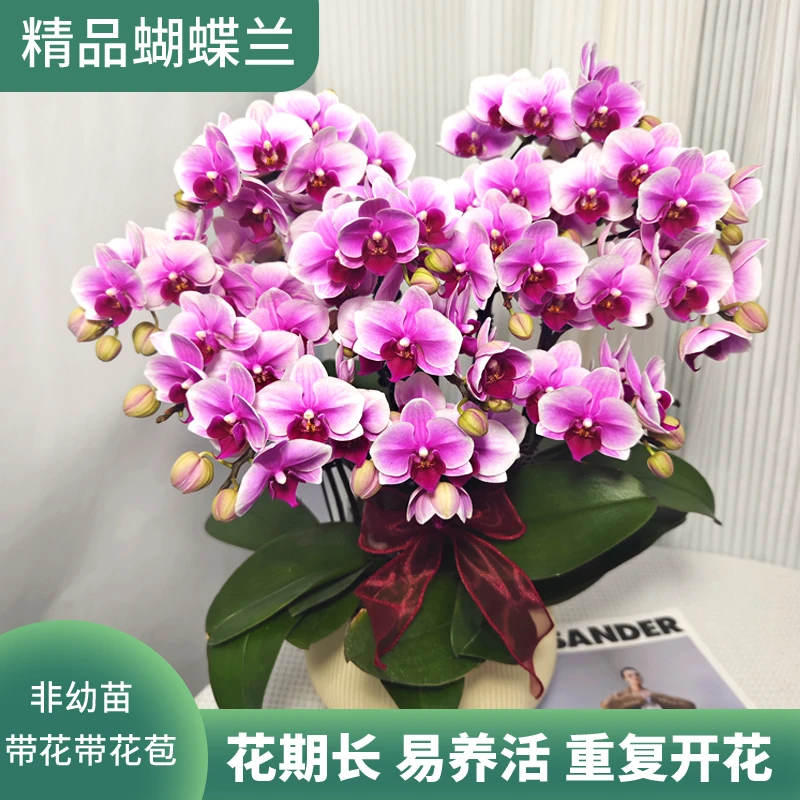 蝴蝶兰《粉红珍珠》粉紫色系蝴蝶兰精致组盆带花带花苞