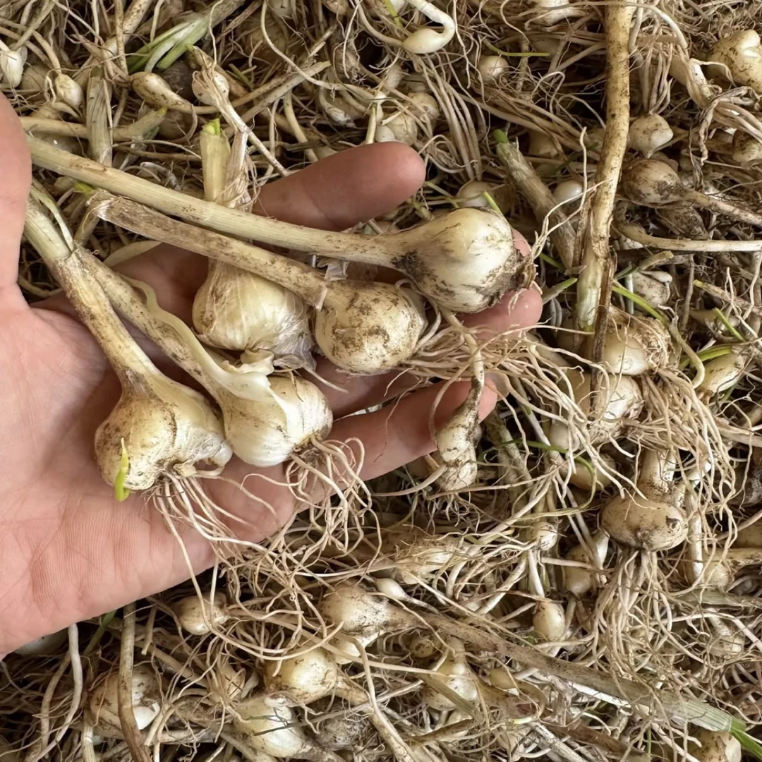 东北【野生小根蒜】 带土发货 大脑瓜 蘸酱菜 腌咸菜