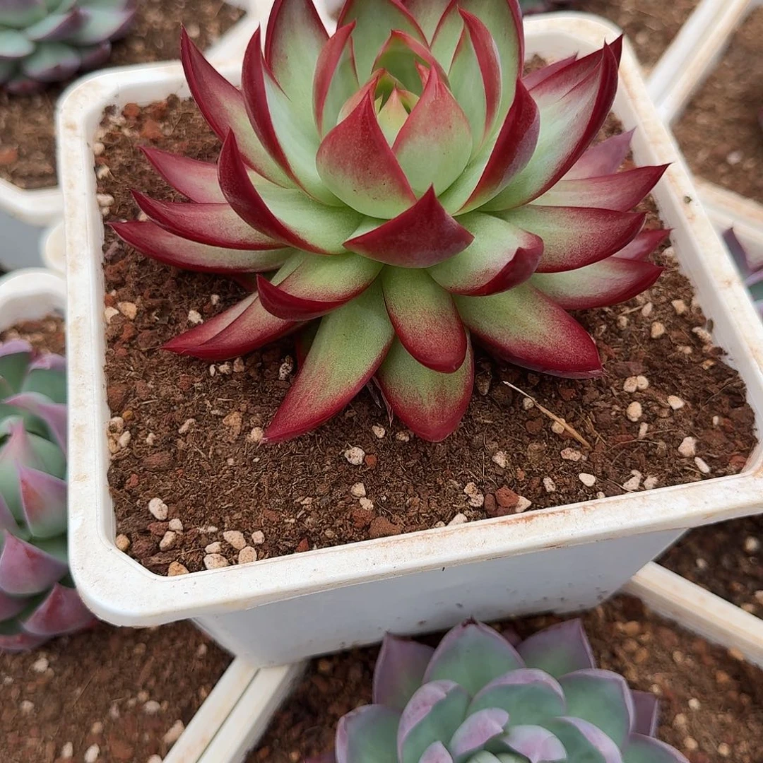 楠***！惊鸿仙子多肉植物