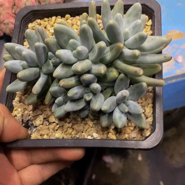 乌拉奶一物一拍哦