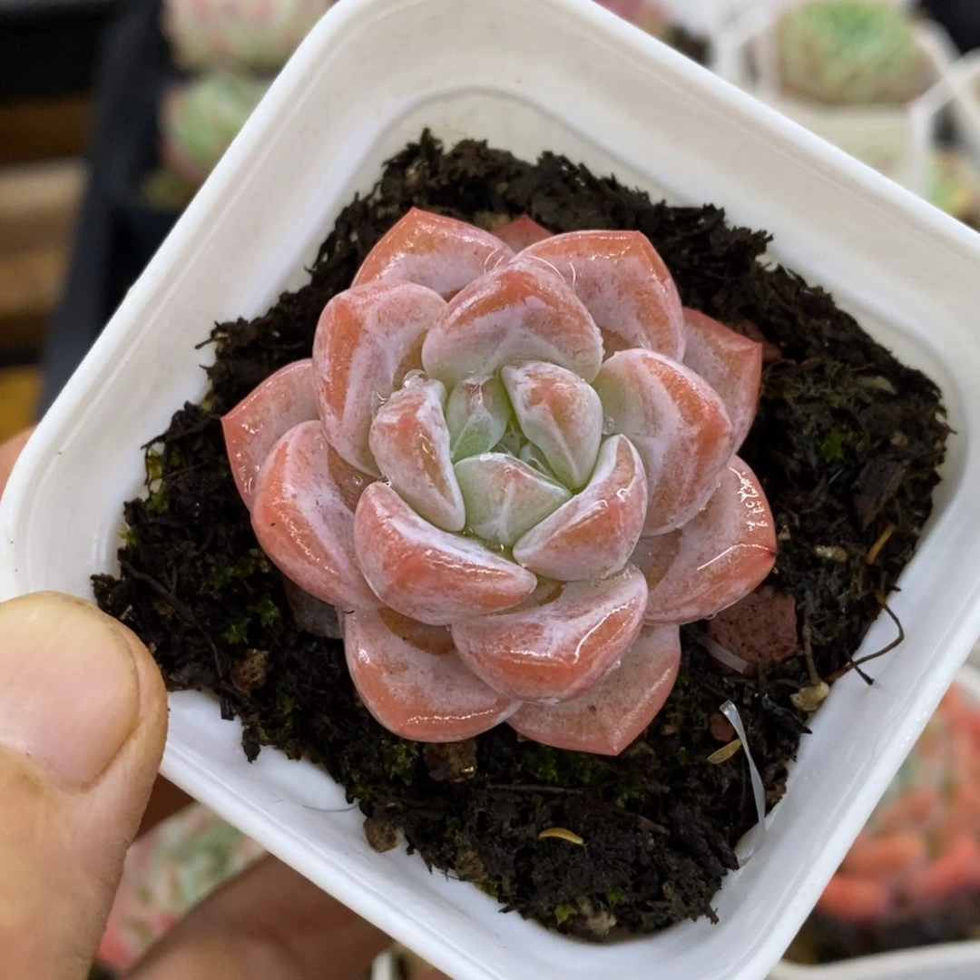 精品多肉一物一拍不包整127