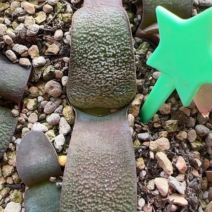 新年福利特价一枚