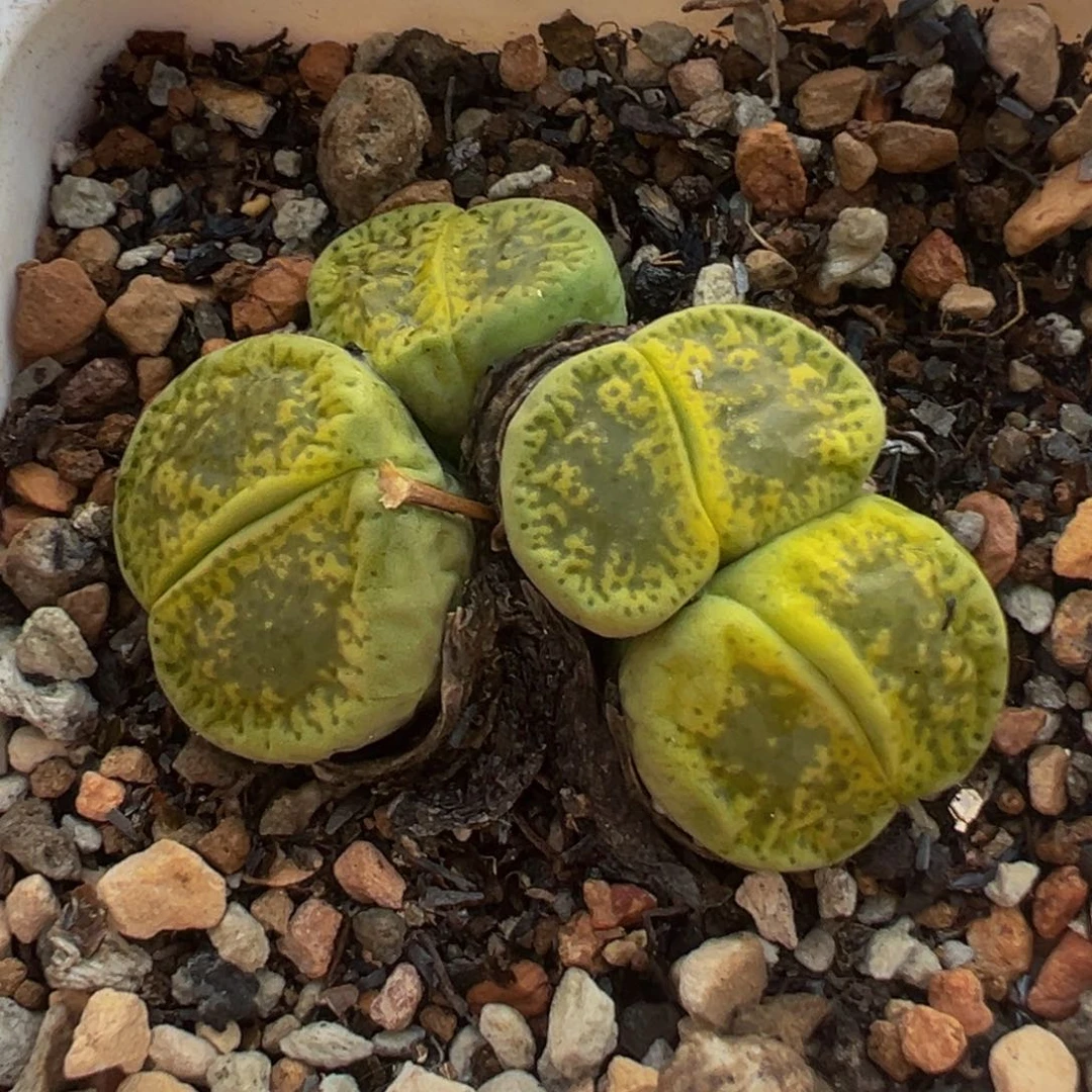 多肉植物带盆植物