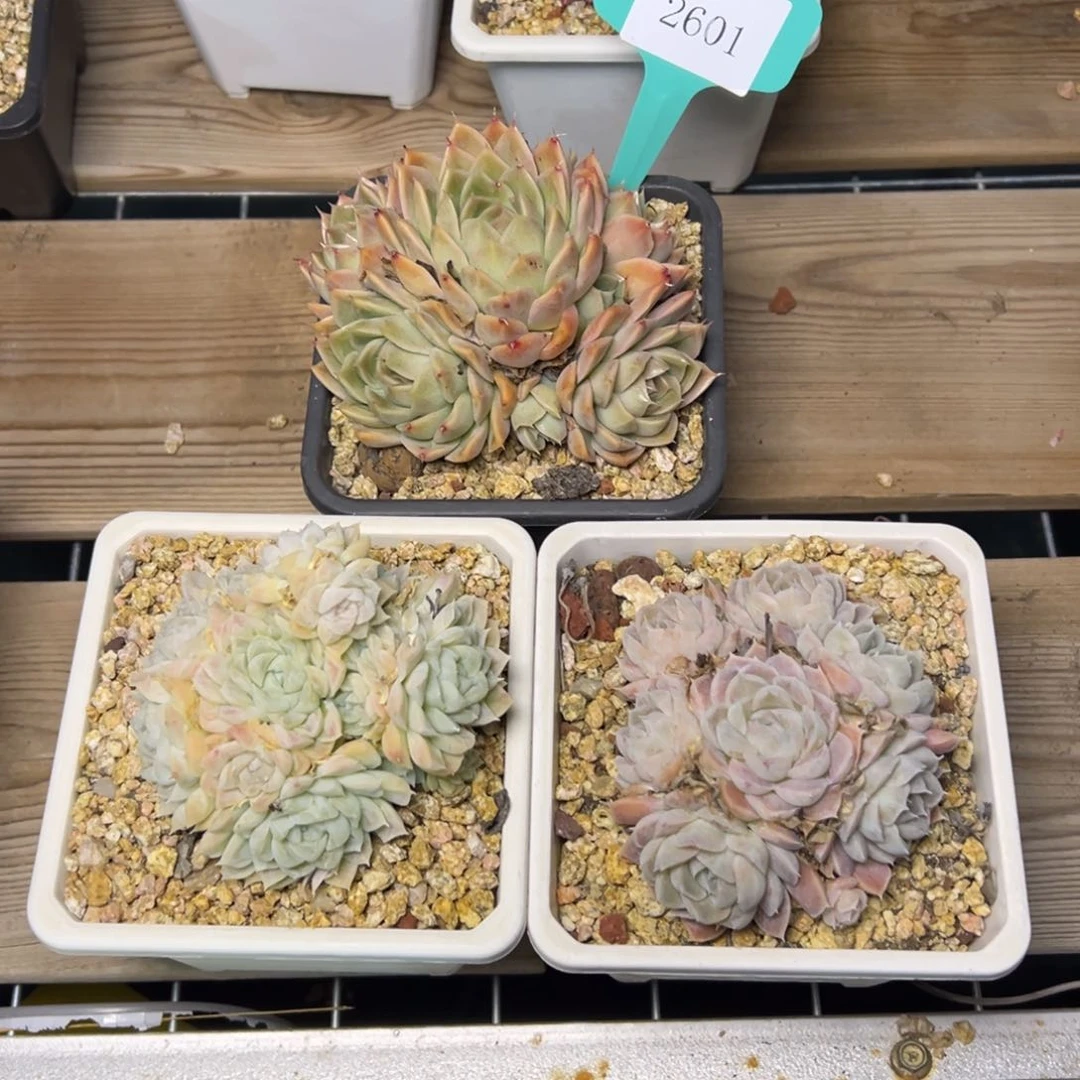 左*2601多肉多多多多三颗