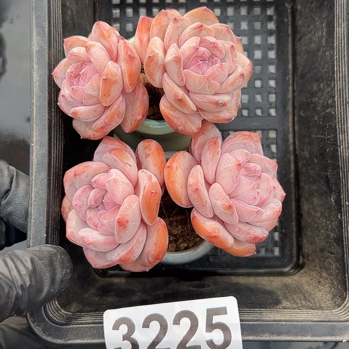 3225，俩个双头星影带盆