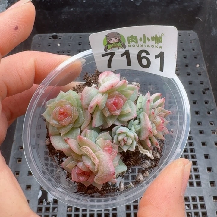 原****啊多肉植物多肉植物