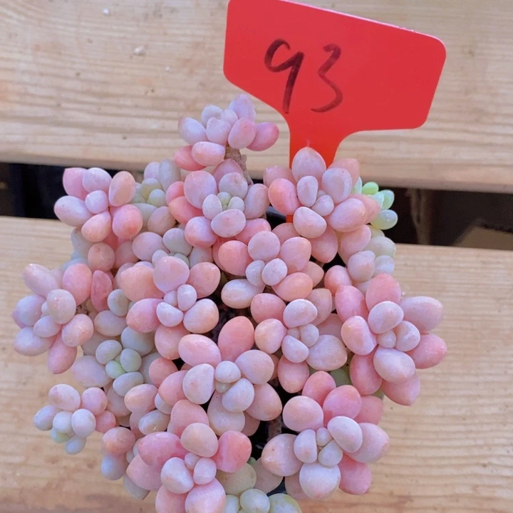 是吗不说实话就没