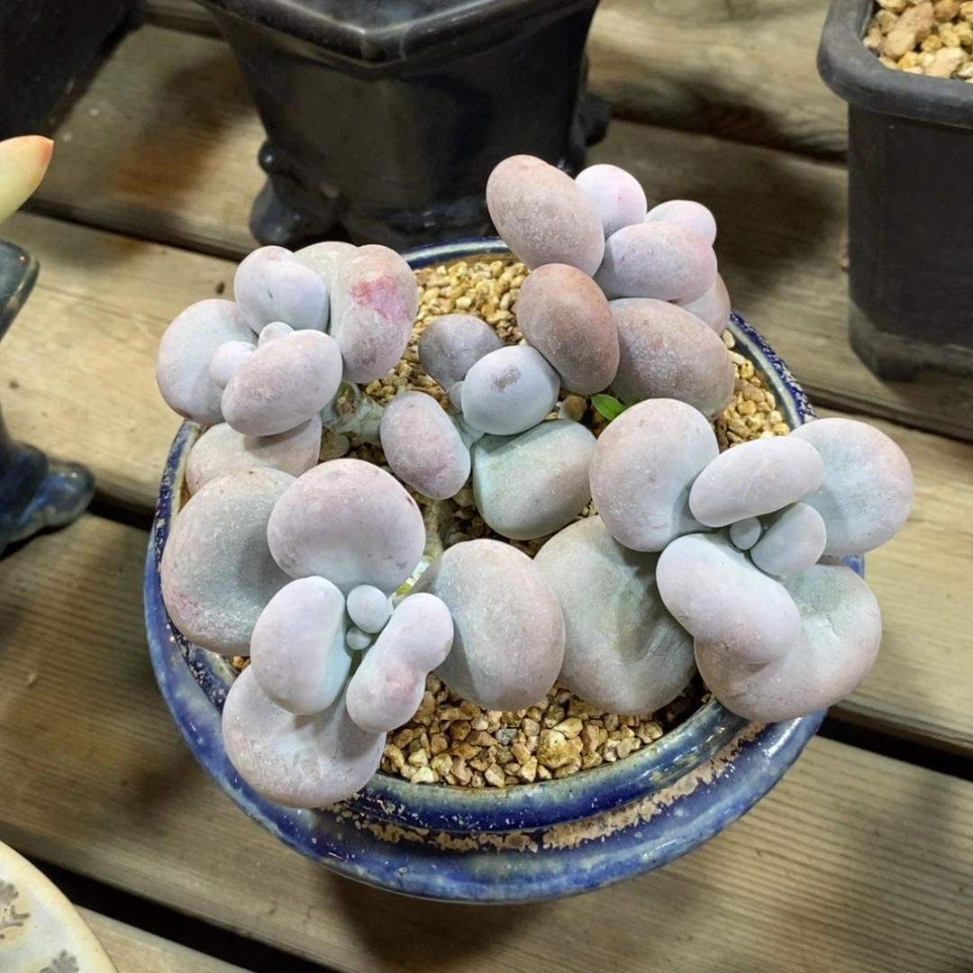 油煎丸子，4自然群，464646