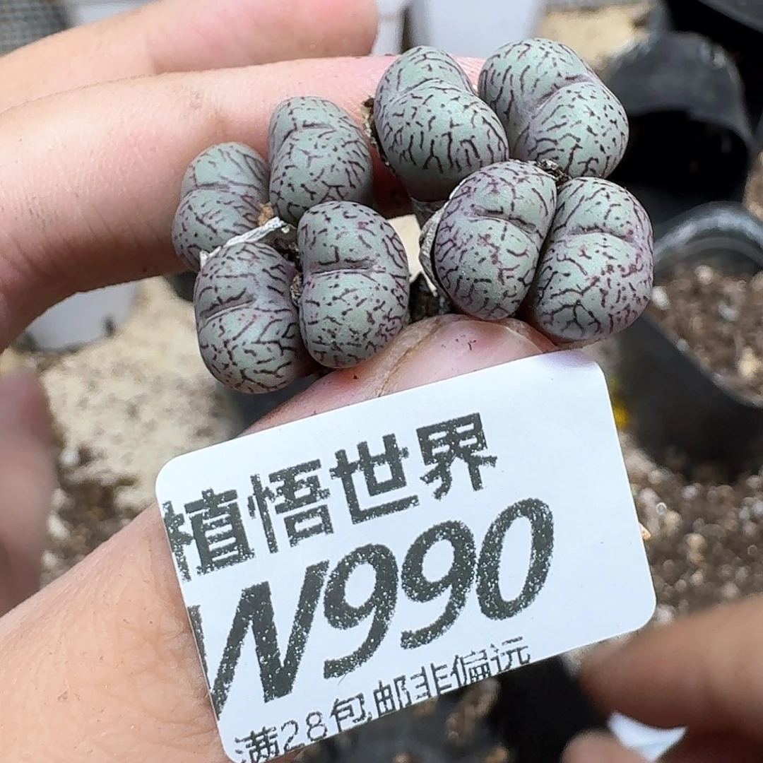 多肉植物的润泽fgb