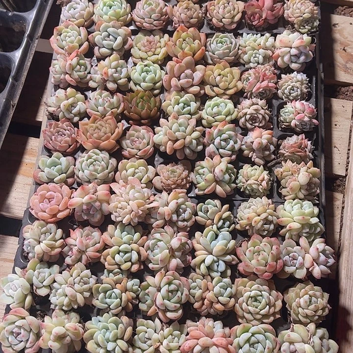 直播福利一物一拍563