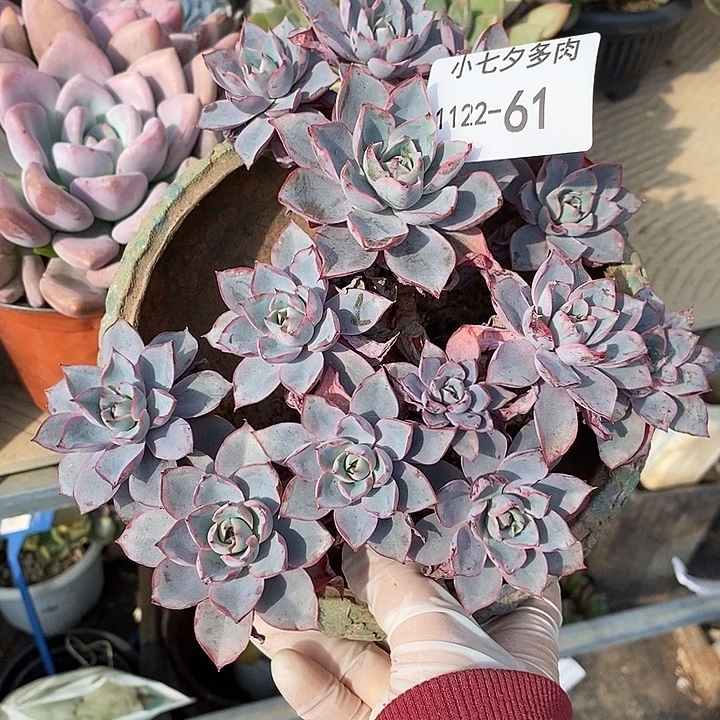 小七夕多肉赫拉61