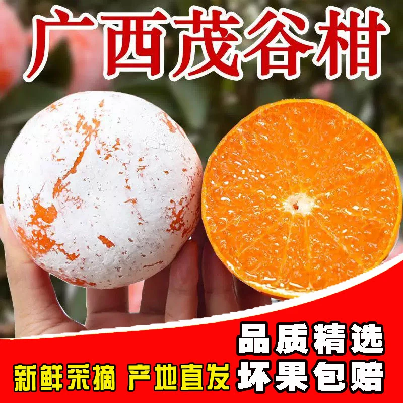 【A皮薄·爆汁】正宗头茬广西茂谷柑脏脏柑3/5/8/9斤优质皮薄现摘
