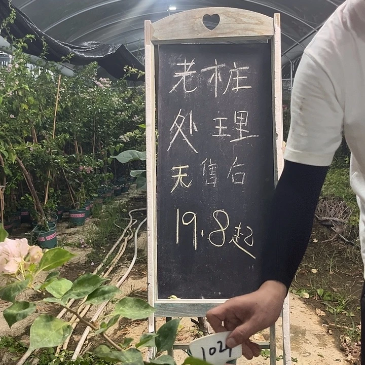 无花朵三角梅三角梅1024
