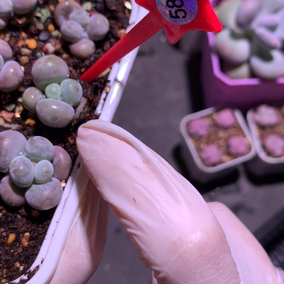 若***果584 水光针奶酪多肉