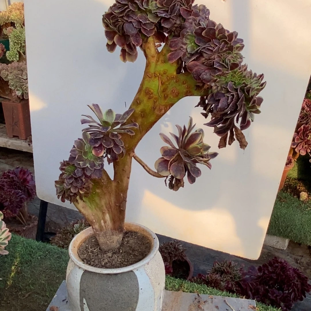 完全开放6510号欧嘉莉缀化1颗