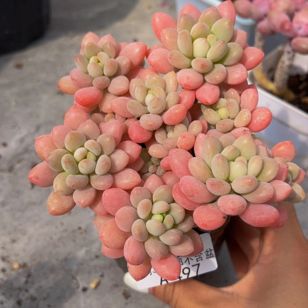 497-老桩鱼子酱多肉10cm