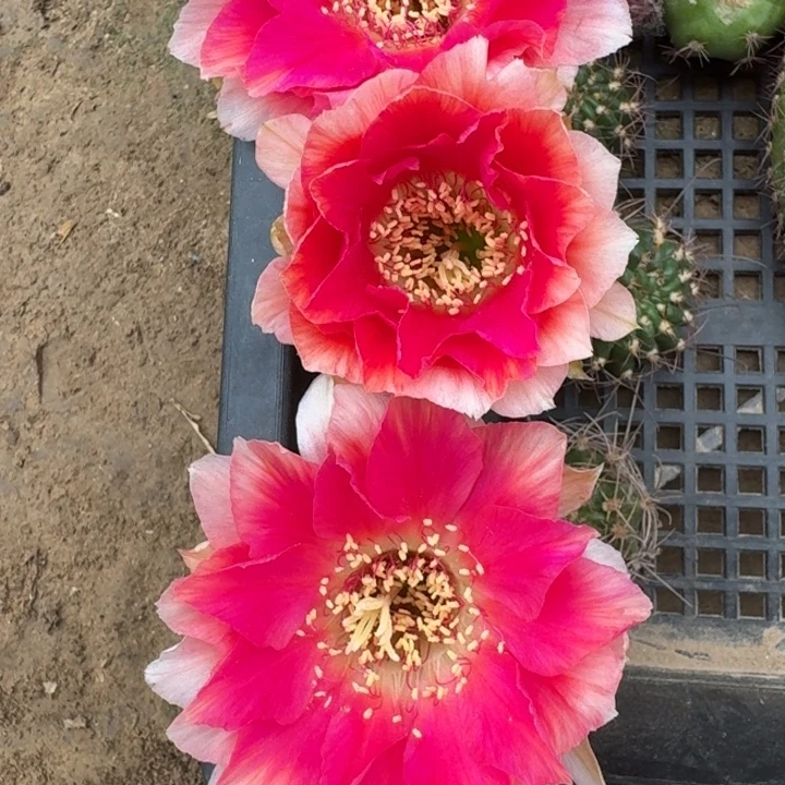 201丽花水花歪3公分左右无根侧牙，20包邮