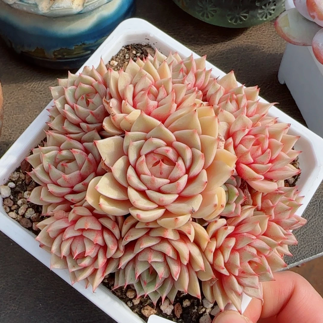 笨吧无砍，8219多肉植物