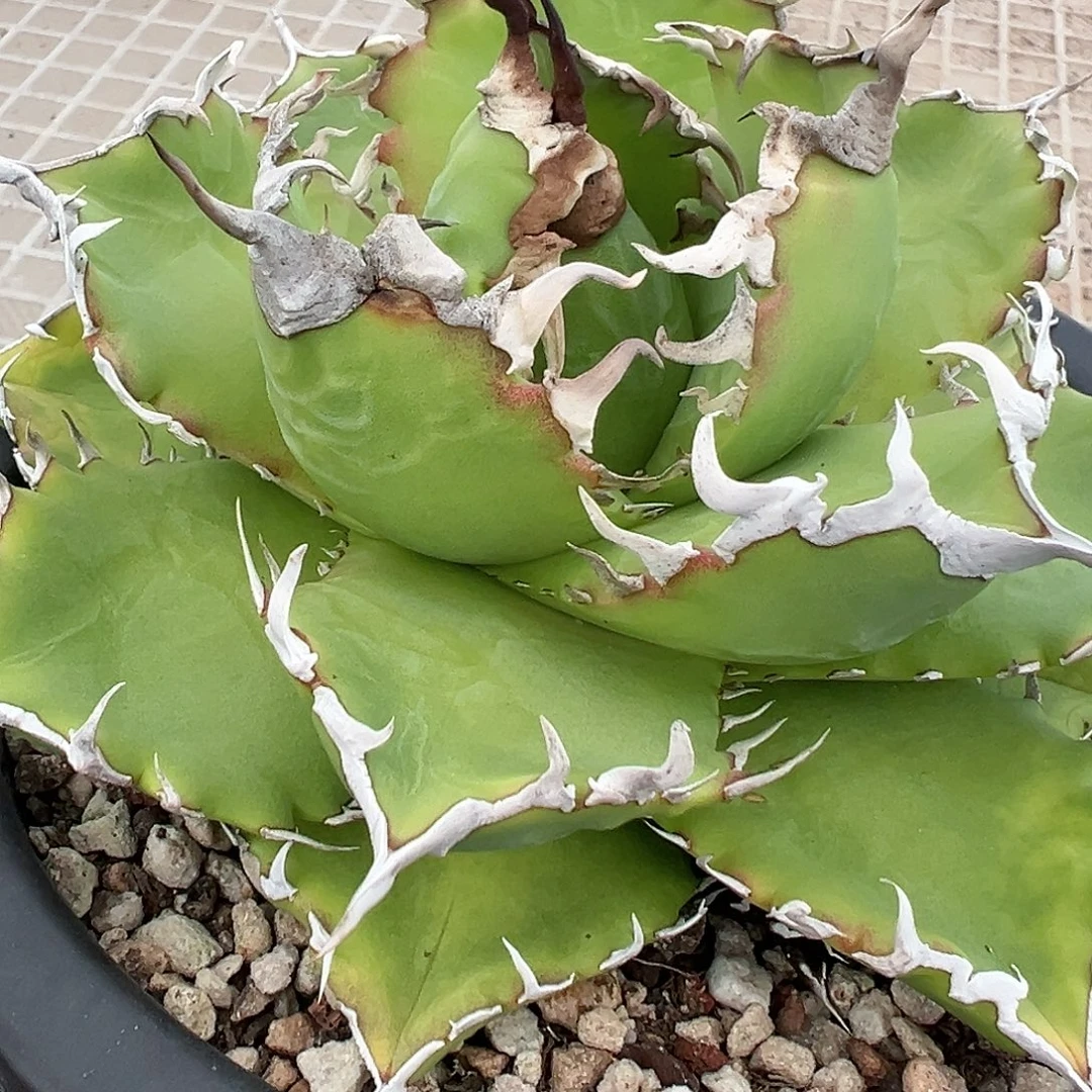 无花朵多肉植物老白鲸 多肉