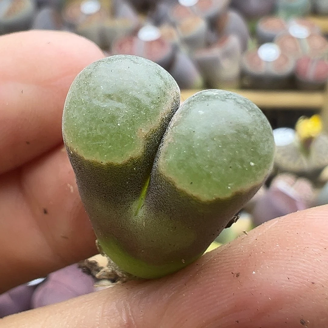 154下播福利炸11111111111