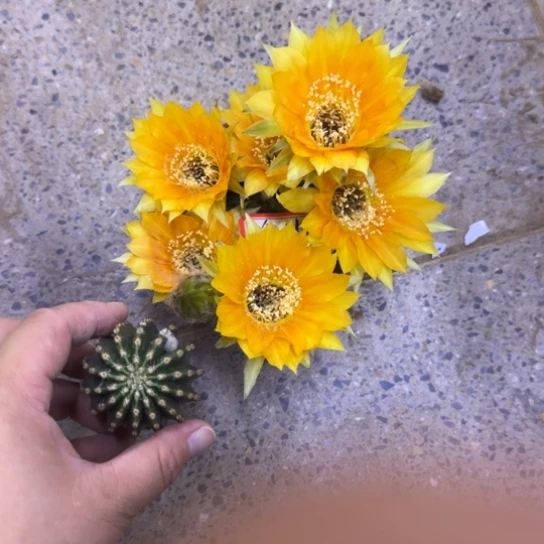 216金刚6歪无根侧牙3公分左右，20包邮