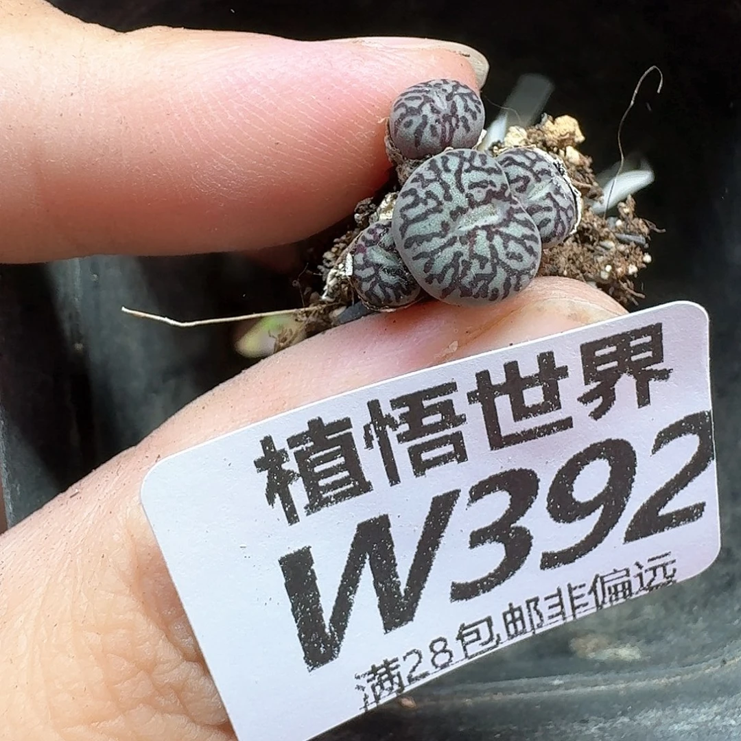 的追求的润泽之ffvh