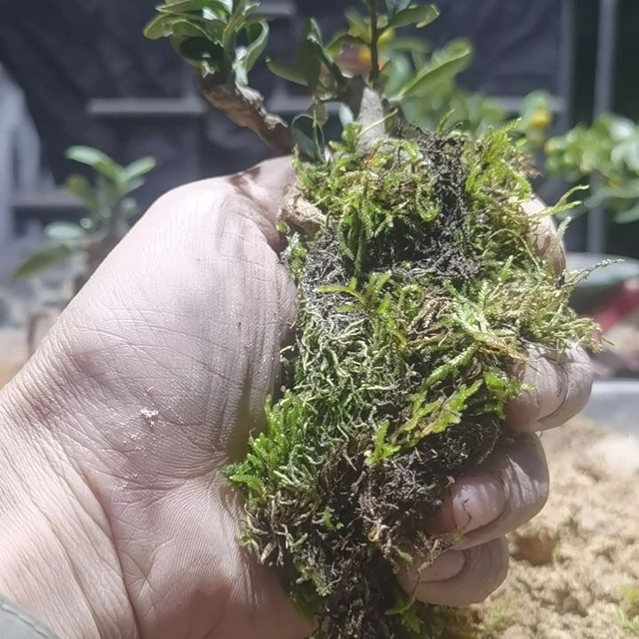 Y***h完全开放金豆小橘子绿植