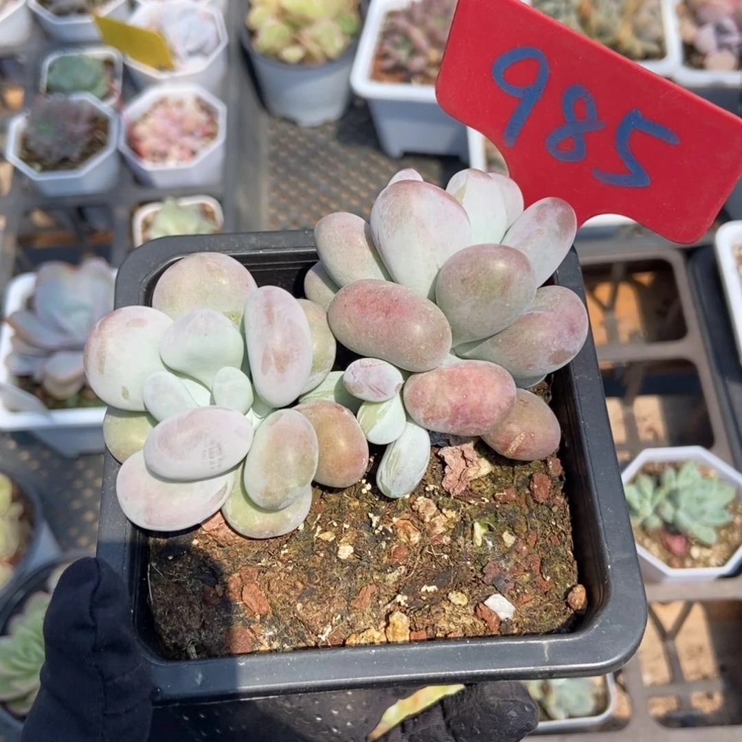 985大叶奶多肉植物保护