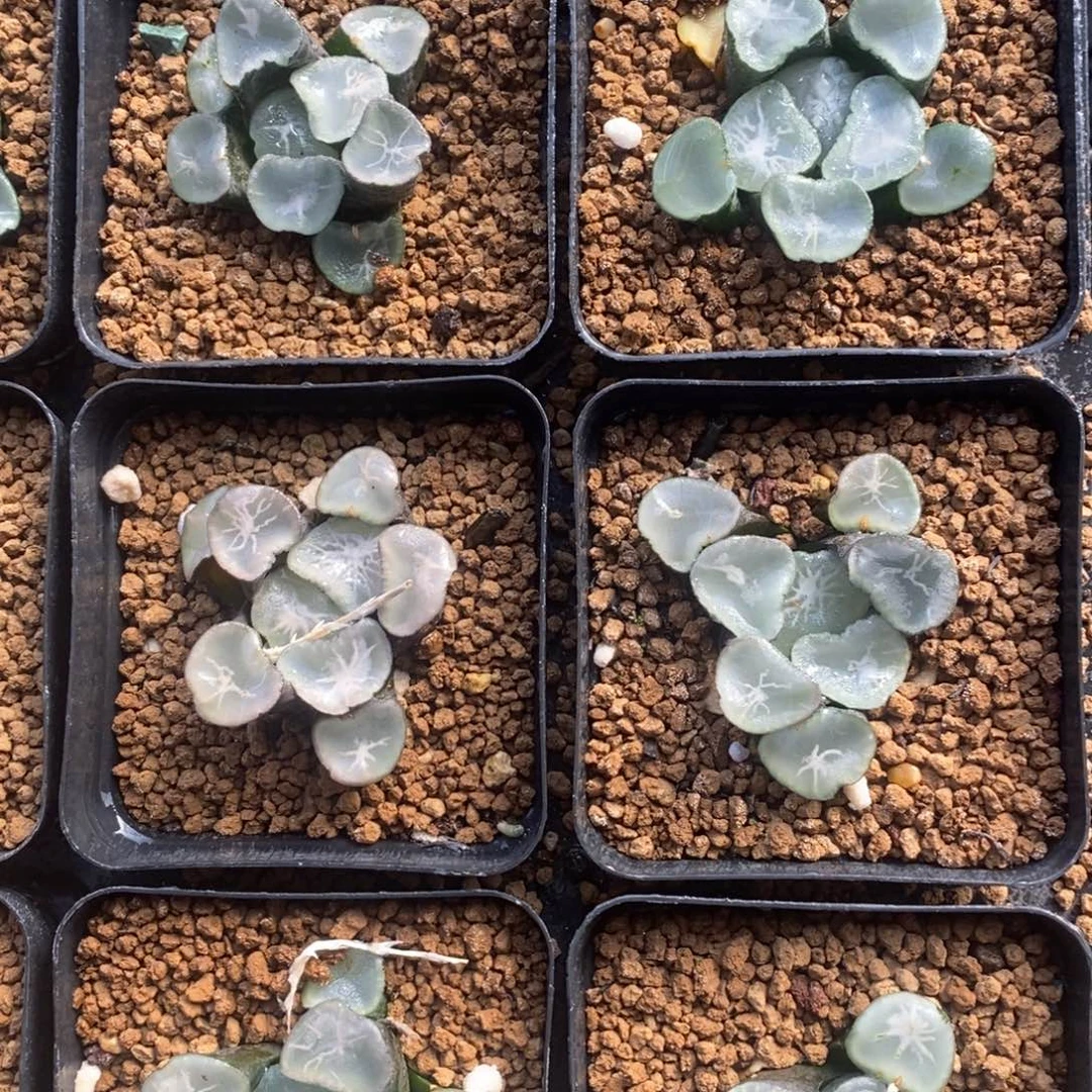 大望乡万象一颗。